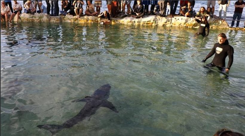 Απίστευτο βίντεο: Λαβωμένος καρχαρίας βγήκε στην παραλία για… βοήθεια και κολυμπούσε με ανθρώπους